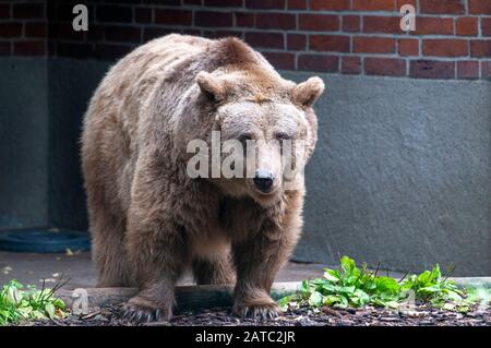 Europäischer Braunbär (Ursus arctos) auf dem Gelände des Markischen Museums aufbewahrt Stockfoto