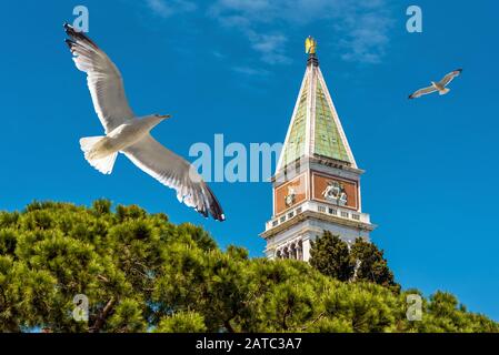 Der Campanile von St. Mark mit Möwen auf der Piazza San Marco oder am Markusplatz in Venedig, Italien. Dies ist der Hauptplatz von Venedig. Stockfoto