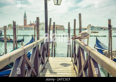 Die Möwe liegt am alten Holzsteg in der Nähe des Markusplatzes in Venedig, Italien. Der selektive Fokus. Der Markusplatz ist der Hauptplatz Venedigs. Stockfoto