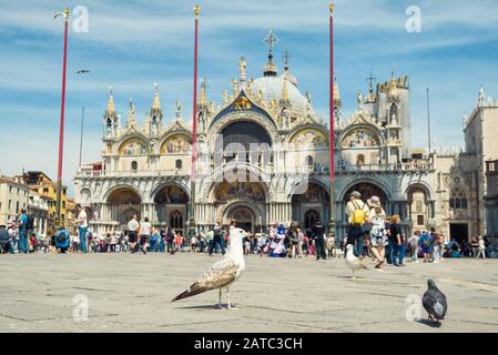 Venedig, Italien - 19. Mai 2017: Die Möwen befinden sich auf der Piazza San Marco (St. Mark's Square). Die Basilika San Marco im Hintergrund. Dies ist der Hauptplatz Stockfoto