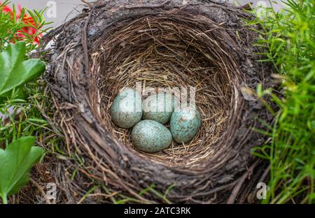 Blackbird (Tardus merula), Schwarzvogelnest mit vier Eiern in einer Blumenkiste mit Geranienpflanzen Stockfoto