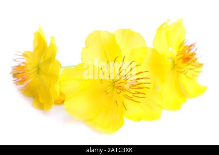 Echte Echna integerrima Blume für das neue Lunarjahr in Vietnam isoliert auf weiß Stockfoto