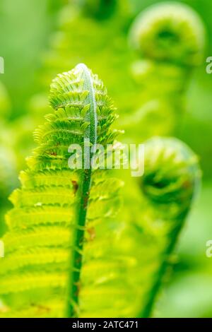 Nahaufnahme von Schuttleckenfarn, Matteuccia struthiopteris, im Frühling entfurcht mit verschwommenen Bildern von gekrümmten Farnfranden im Hintergrund Stockfoto