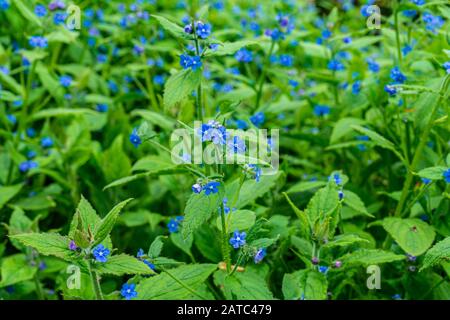 Ziemlich vergessen-ich-nicht blaue Blumen des grünen Alkanets (Pentaglottis sempervirens), die in Holz blühen Stockfoto