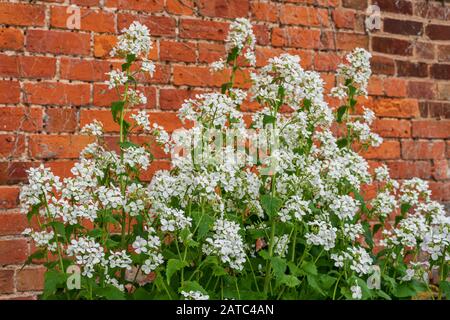 Weiße Ehrlichkeit, Lunaria annua, blühend im Garten mit alter Ziegelmauer dahinter Stockfoto