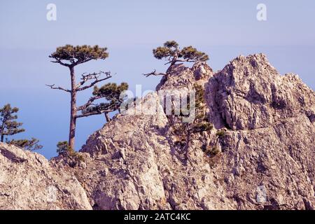 Bäume auf einem Felsen im Berg Ai-Petri. Landschaft der Krim, Russland. Stockfoto