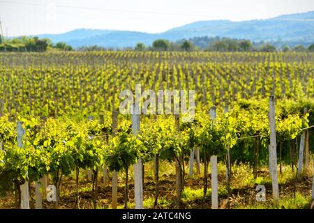 Sonniger Weinberg im Hintergrund der Berge auf der Krim, Russland Stockfoto