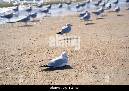 Einsame Möwe am Strand, der auf Sand liegt, im Gegensatz zum Rest der stehenden Menge. Stockfoto