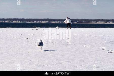 Möwe steht auf schneebedecktem Neuengland-Strand und blickt auf Frau im Hintergrund und zieht hartnäckigen Hund. Stockfoto