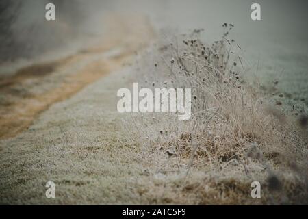 Unkraut und Kräuter, die mit Frost bedeckt sind, der neben der Bodenstraße wächst und im Nebel verschwindet Stockfoto