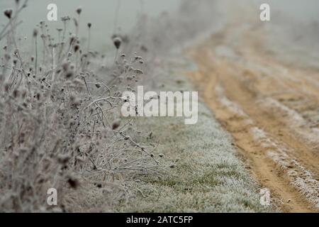 Unkraut und Kräuter, die mit Frost bedeckt sind, der neben der Bodenstraße wächst und im Nebel verschwindet Stockfoto