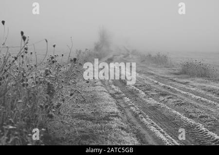 Unkraut und Kräuter, die mit Frost bedeckt sind, der neben der Bodenstraße wächst und im Nebel verschwindet Stockfoto