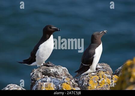 Razorbill, Alca Torda, Paar Erwachsene, die auf Felsen stehen. Juni Eingenommen. Insel May, Fife, Schottland, Großbritannien. Stockfoto