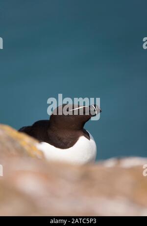 Razorbill, Alca torda, Porträt eines einzelnen Erwachsenen, der auf Felsen ruht. Juli Eingenommen. Skomer Island, Pembrokeshire, Wales, Großbritannien. Stockfoto