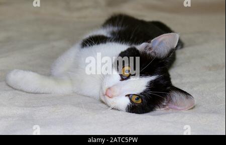 Die Katze liegt seitlich auf einer Decke Stockfoto