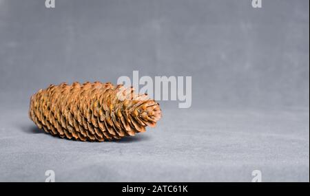 Pinecone auf einem Rustikalen Betonhintergrund Stockfoto