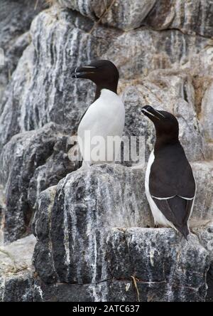 Razorbills, Alca Torda, Paar Erwachsene, die auf Guano-bedeckten Felsen stehen. Juni Eingenommen. Farne Islands, Northumberland, Großbritannien. Stockfoto