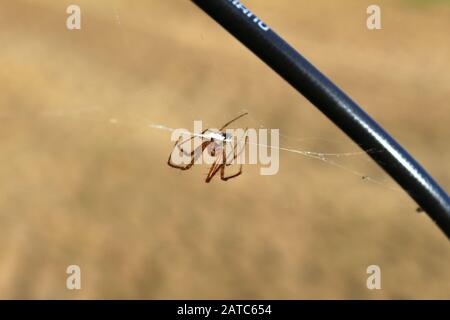 Die Spinne umschließt ihre Beute im Netz Stockfoto