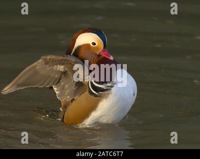 Mandarin Duck, Aix galericulata, alleinstehende Erwachsene Männer flattern nach dem Baden. Slimbridge WWT, Gloucestershire, Großbritannien Stockfoto