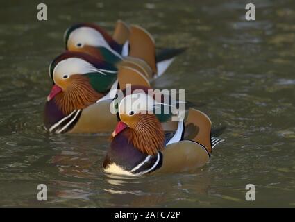 Mandarin Ducks, Aix galericulata, Erwachsene Männer schwimmen. Slimbridge WWT, Gloucestershire, Großbritannien Stockfoto