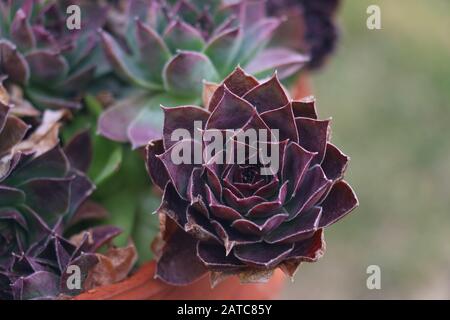 Sempervivum saftige rotviolette Rosette, die sich von spitzen Blättern klammert, die artigochartigen Veränderungen der Farbe in der Saison, die oft als "violette Königin" Purpurschönheit bezeichnet wird Stockfoto