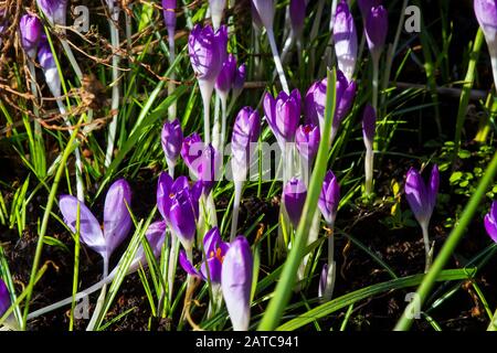 Ein Krokuchenbett im frühen Frühlingsanwuchs mit geschlossenen Blumenköpfen Stockfoto