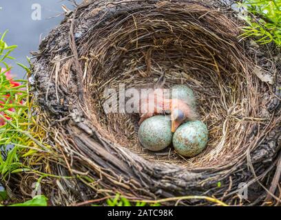 Neugeborenes Baby Schwarzer im Nest: Jungvogelneugeborenes und Eier im Gelege - Turdus merula. Üblicher Blackbird Stockfoto