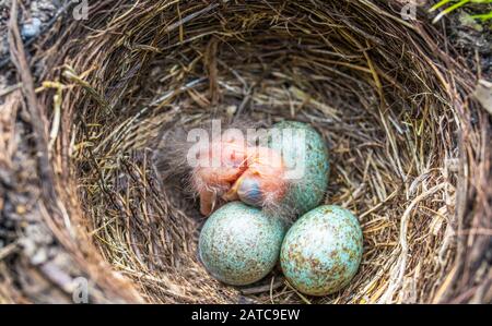 Neugeborenes Baby Schwarzer im Nest: Jungvogelneugeborenes und Eier im Gelege - Turdus merula. Üblicher Blackbird Stockfoto