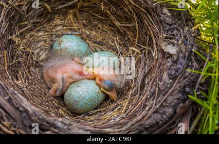 Neugeborenes Baby Schwarzer im Nest: Jungvogelneugeborenes und Eier im Gelege - Turdus merula. Üblicher Blackbird Stockfoto