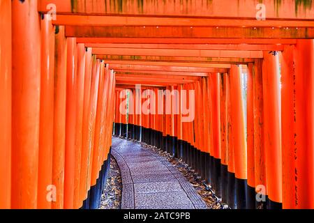 Rot bemalte Torii-Tore aus Holz im buddhistischen Tempel Inari Taisha der Stadt Kyoto, Japan. Gang durch den Korridor von endlosen Toren. Stockfoto