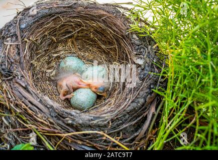 Neugeborenes Baby Schwarzer im Nest: Jungvogelneugeborenes und Eier im Gelege - Turdus merula. Üblicher Blackbird Stockfoto