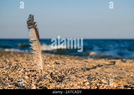 Feder einer Möwe, die im Sand am Meer festsaß Stockfoto