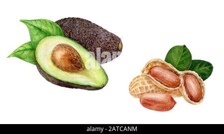 Avocado Erdnuss-Set-Aquarell isoliert auf weißem Hintergrund Stockfoto