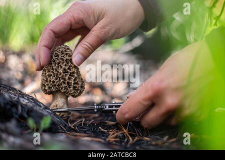 Frau, die nach wilden Morelpilzen in Wald, USA, forst Stockfoto