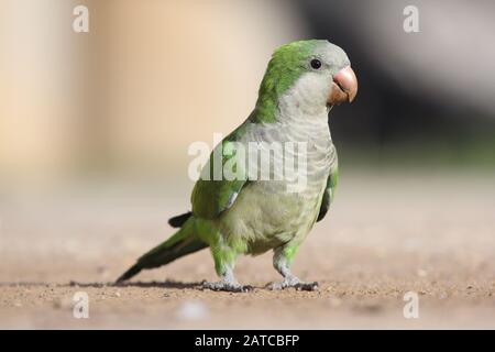 Mönch Parakeet, Myiopsitta monachus, der sich auf einem Weg in Málaga, Spanien, befindet Stockfoto