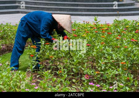 Nicht anerkannte vietnamesische Gärtner Pflanzen Blumen und kümmern sich um den Blumengarten Stockfoto