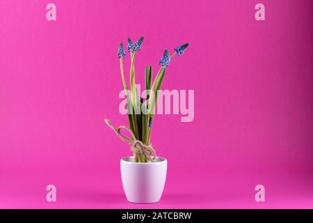 Traubenhyazinten in einem weißen Blumentopf vor rosafarbenem Hintergrund. Stockfoto