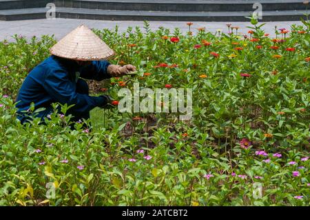 Nicht anerkannte vietnamesische Gärtner Pflanzen Blumen und kümmern sich um den Blumengarten Stockfoto