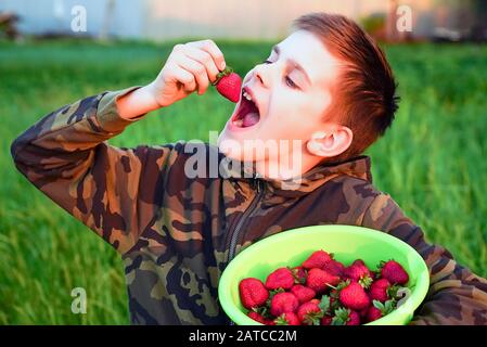 Der Junge mit Appetit isst die Erdbeeren, die auf einem Bett gesammelt wurden Stockfoto