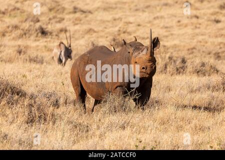 Black Rhinoceros (Diceros bicornis) männlich in Alarmbereitschaft auf dem Grasland der Lewa Wildlife Conservancy, Kenia Stockfoto