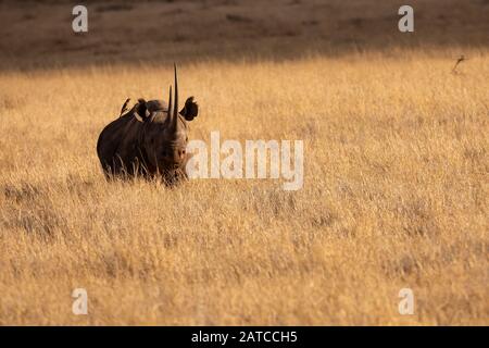Schwarze Rhinoceros (Diceros bicornis), männlich, die sich in Lewa Wildlife Conservancy, Kenia, von der Savanne ernähren Stockfoto
