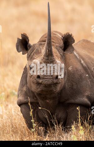 Black Rhinoceros (Diceros bicornis), weibliche Browsing auf der Savanne in Lewa Wildlife Conservancy, Kenia Stockfoto