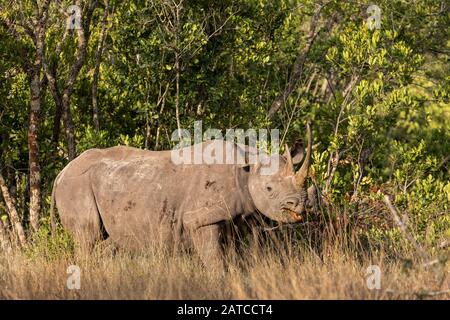 Schwarze Rhinoceros (Diceros bicornis) Mutter und Kalb füttern in Ol Pejeta Conservancy, Kenia Stockfoto