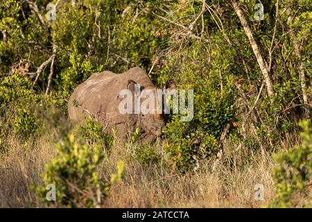 Schwarze Rhinoceros (Diceros bicornis) Mutter und Kalb füttern in Ol Pejeta Conservancy, Kenia Stockfoto