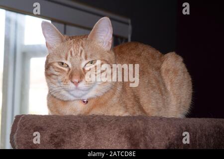 Ingwerkatze Auf dem Katzbaum Stockfoto