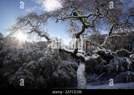 Schneebedeckte Eiche, Morgan Territory Regional Preserve, Kalifornien, USA Stockfoto