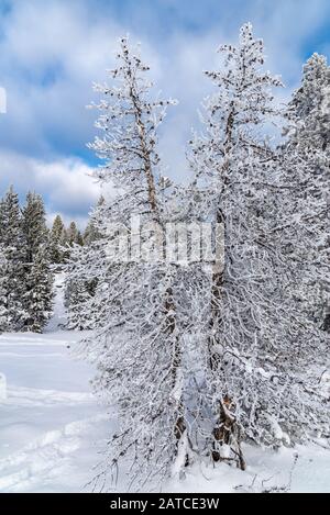 Kiefern im Schnee bedeckt. Yellowstone National Park, Wyoming, USA Stockfoto