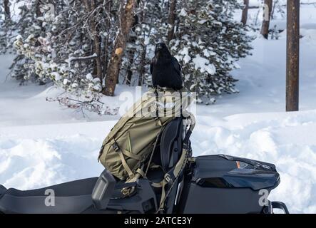 A Common Raven (Corvus corax) versucht, einen Rucksack zu öffnen, um nach Essen zu suchen. Yellowstone National Park, Wyoming, USA Stockfoto