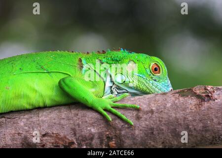 Green Iguana in einer Filiale, Indonesien Stockfoto