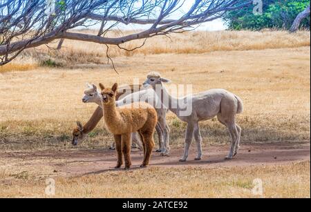 Vier Lamas, die auf einer Wiese in Australien stehen Stockfoto